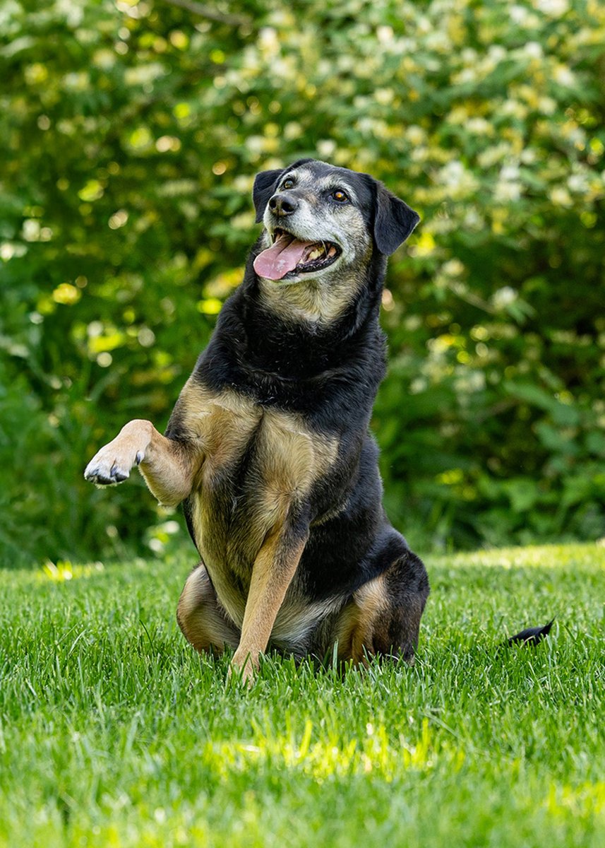 So this was a fun photo shoot! Dr. Becca Hildebrand-Keck brought me her dogs Tank and Ellie for a portrait session. They were so photogenic and such good smilers!
