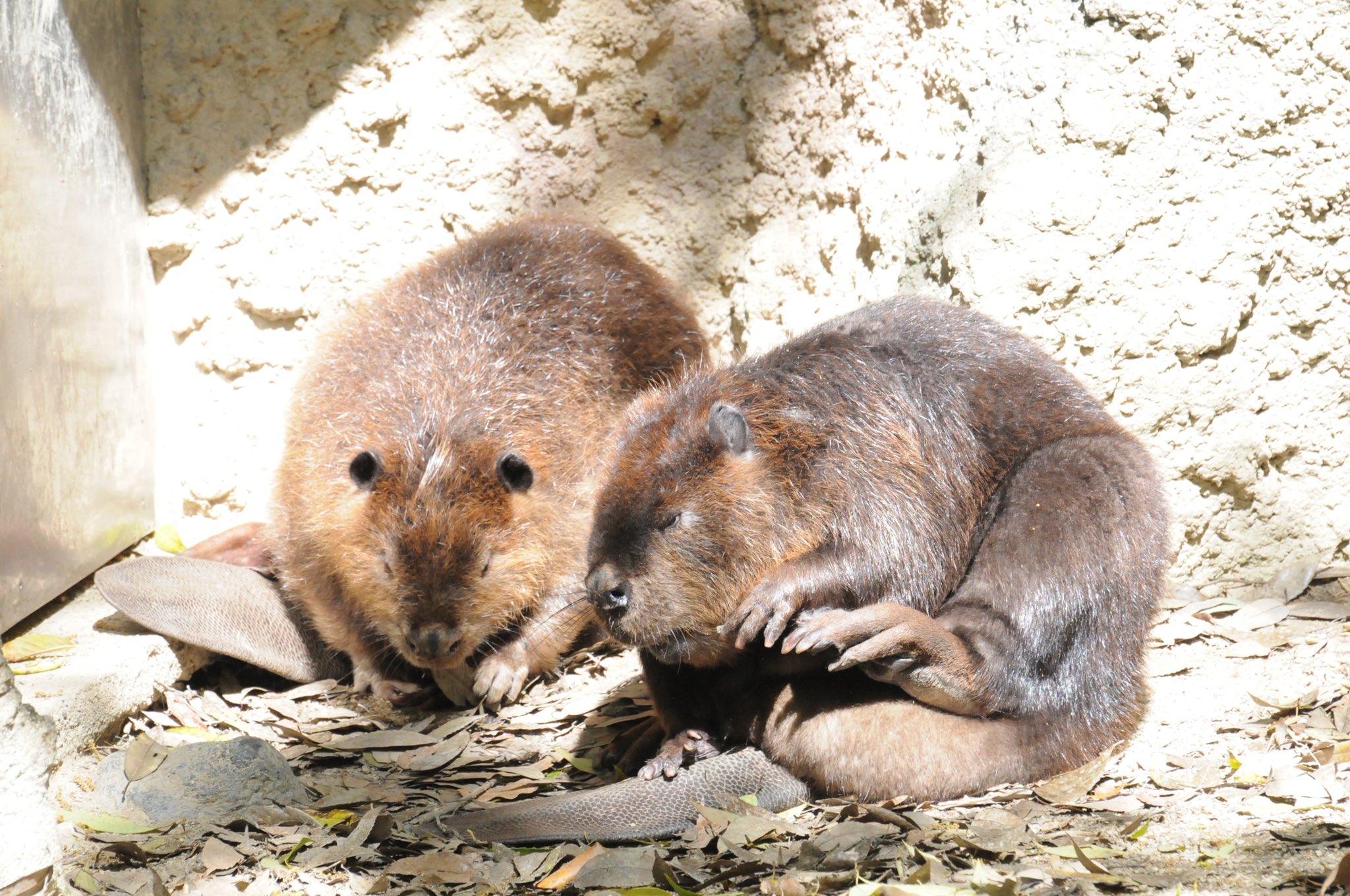 動物園＆水族館ニュース (@ZooNewsJapan) / X