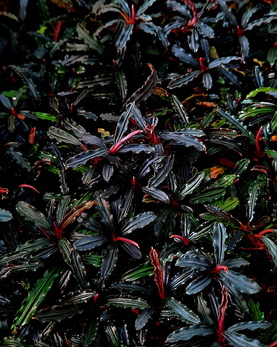 nativeplant13's tweet image. 𝙍𝙚𝙙 𝙎𝙬𝙤𝙧𝙙

#bucephalandra #buce #bucephalandraplant #buceplant #bucephalandrasp #bucephalandras #bucep #bucephalandralovers #paludarium #terarium #aquaticplants #teamborneo #nativeplantborneo #ブセファランドラ #ナチュラプランツ