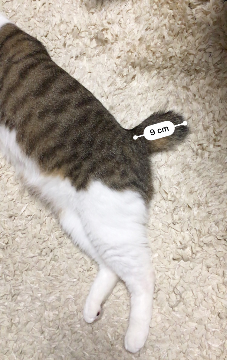 短かしっぽ部分ｗ