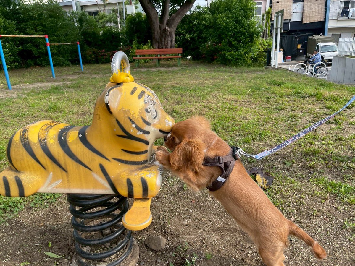 サクちゃん、お散歩デビューしました✨️
家の前では、アスファルトの石ころを食べたり匂い嗅ぎしまくりで歩かず😇
まぁそんなもんかと、抱っこで公園〜
そしたらなんと歩くではないか!!帰り道はせっせと歩いてがんばりました☺️ママは嬉しいよ♡

 #キャバリアパピー
