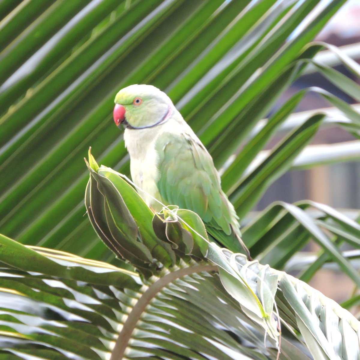 FoxBat_IND's tweet photo. Nothing here.
Just our friendly, neighborhood #parrot lazing out after the #MumbaiRains.

#mumbai #birdsofIndia #birdphotography #wedn https://t.co/Y86uG3q9vH