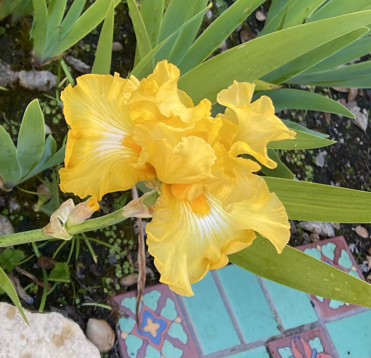 Yellow iris.