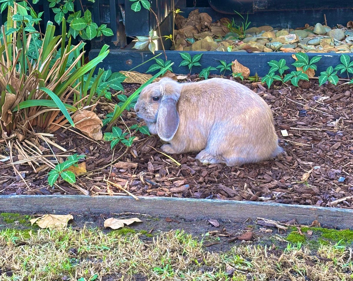 爱闹你 tweet media