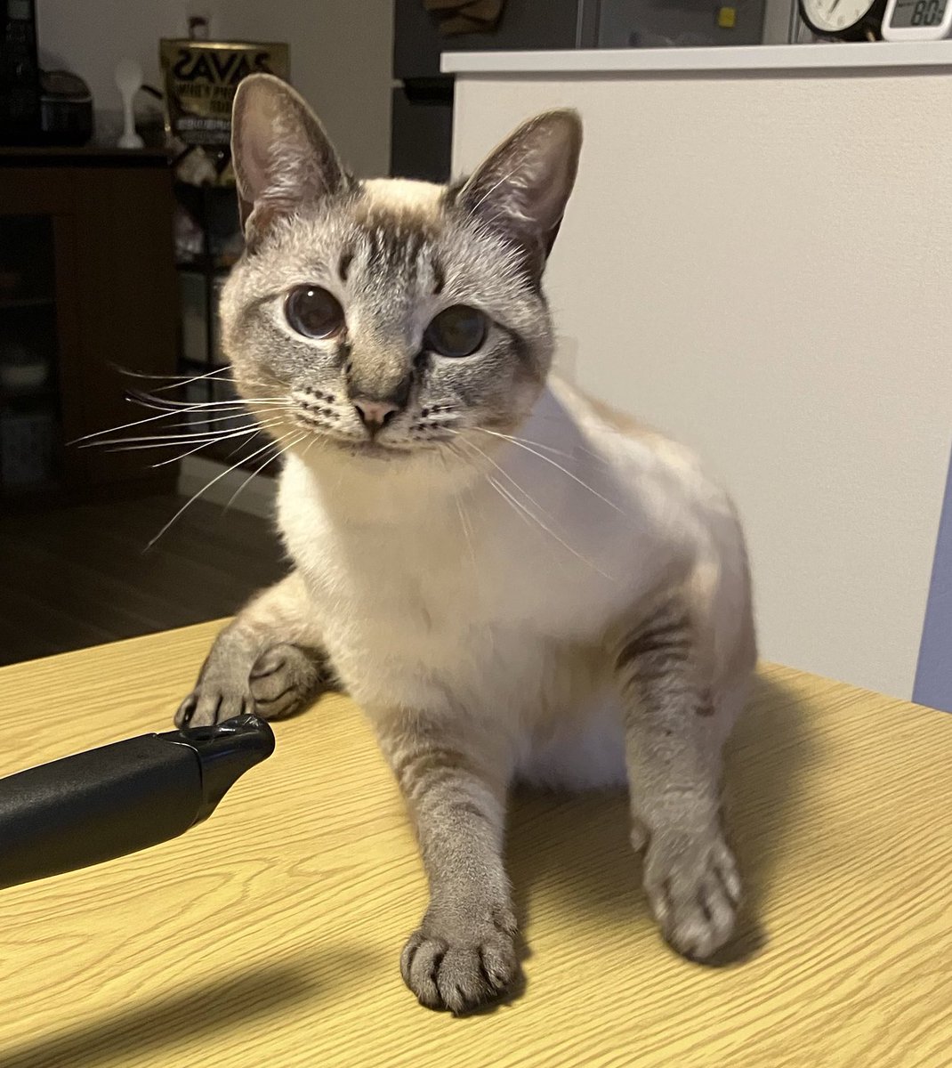 にこにこスマイルのねこ