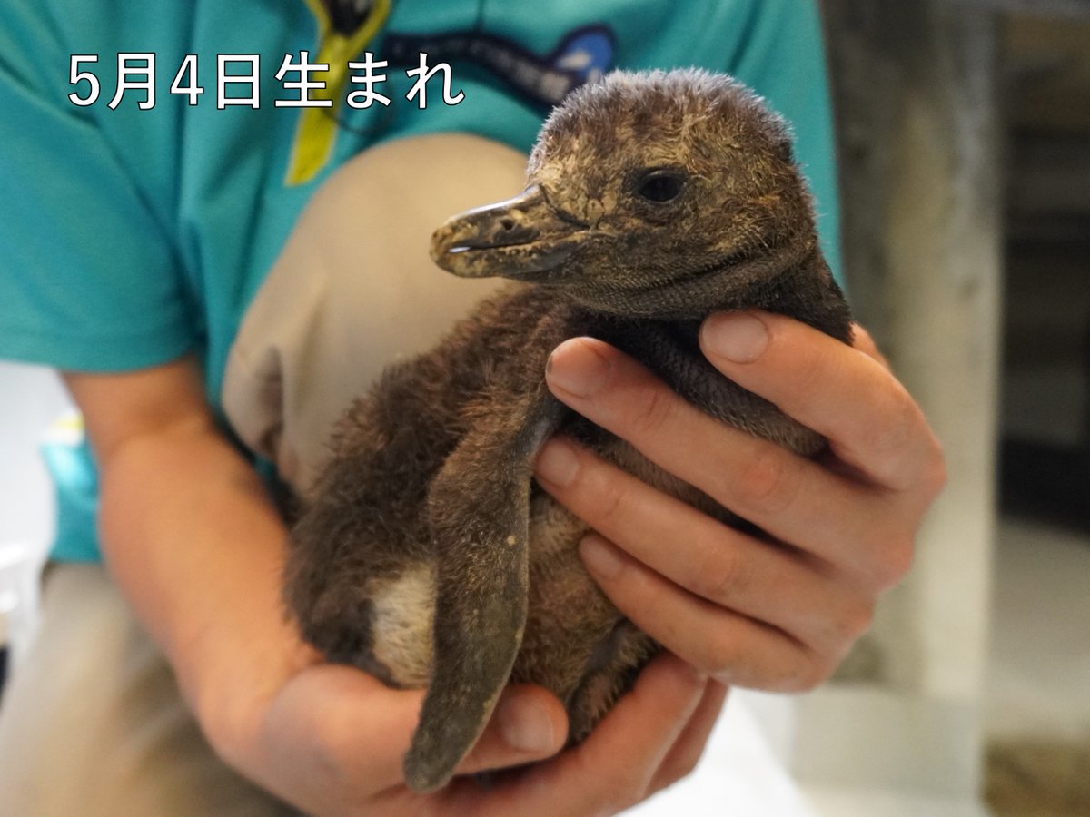 新たな命🐧🐧🐧／ #マゼランペンギン のヒナが3羽誕生しました