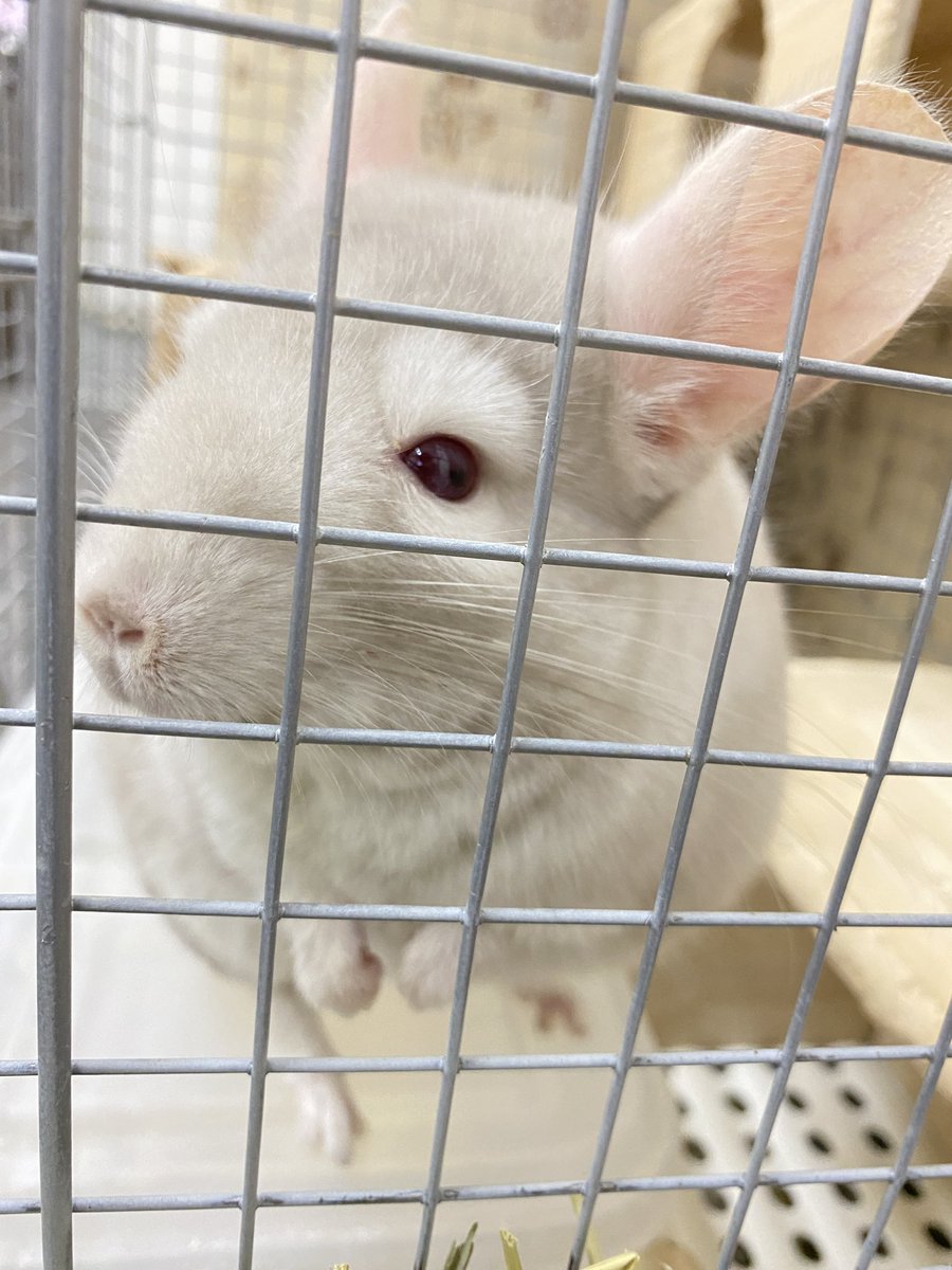 何やら期待の眼差しを向けるチンチラのラニちゃん♡

砂浴びを中断して見つめる先には、Nさんの姿が…📷️

おやつが欲しい、と可愛いお目目で訴えましたが、却下されました💦

おやつは、ご褒美のときねー🥺