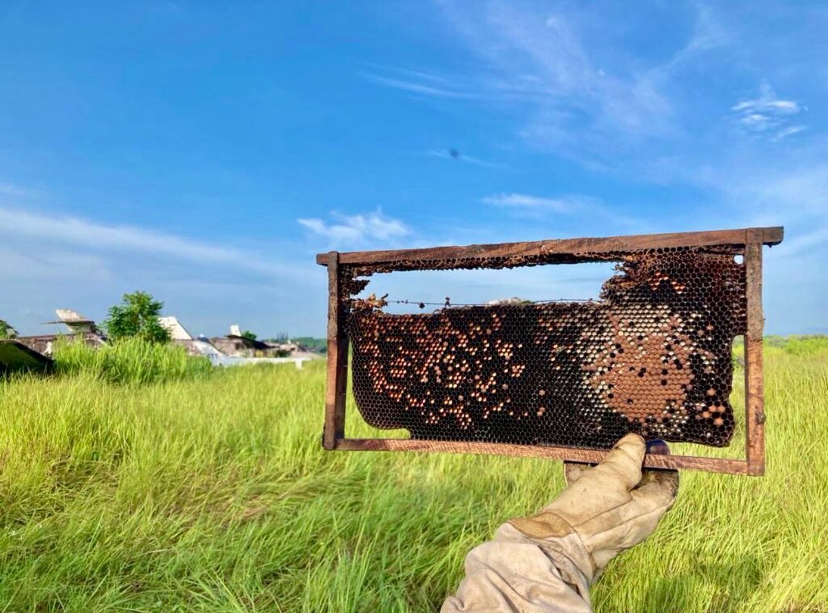 ¡6 años protegiendo abejas en <a href="/AerodomRD/">AerodomRD</a>! 🐝

Alineados a la política de <a href="/VINCIAirports/">VINCI Airports</a> de cero pérdida neta de biodiversidad, el programa de biomonitoreo alberga a más de 90mil abejas que contribuyen a monitorear la calidad del aire en los aeropuertos Las Américas y La Isabela.