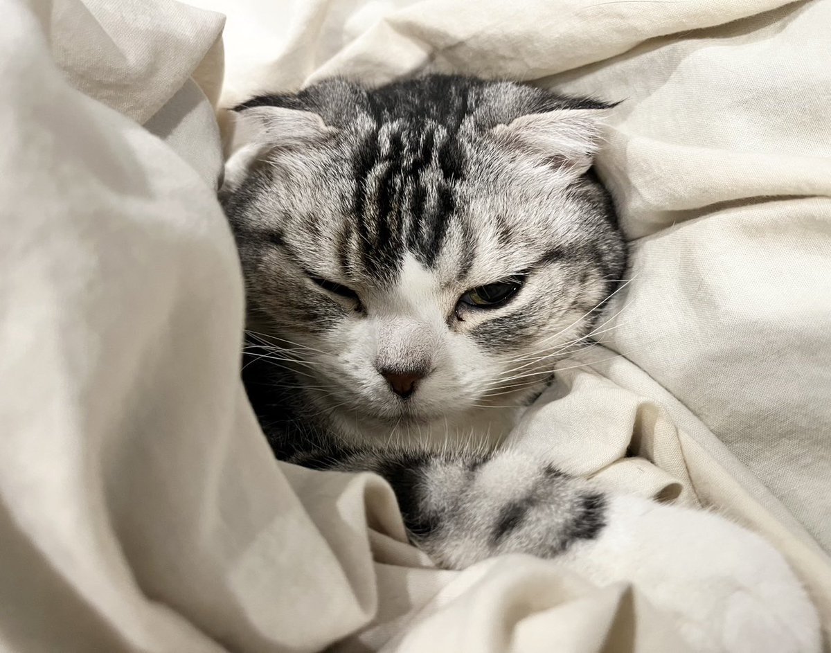 chicory_tacco's tweet image. おにぎり🍙…？

じゃなかった😂😂

#スコ #スコティッシュ #丸顔 #猫好きさんと繋がりたい