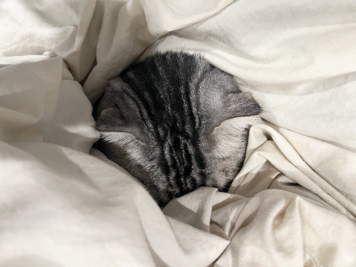 chicory_tacco's tweet image. おにぎり🍙…？

じゃなかった😂😂

#スコ #スコティッシュ #丸顔 #猫好きさんと繋がりたい