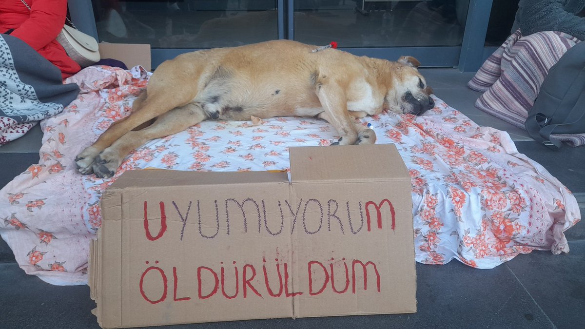 PatikaraDernegi's tweet photo. Sayın @eczozgurozel "öldürmeyeceğiz" diyordunuz. Öldüren belediyeleriniz sizi uyutuyor mu?

@MamakBelediyesi @veligunduzsahin @cankayabelediye @hcanguner @ankarabbld @mansuryavas06 sizi uyutuyor mu Sayın @eczozgurozel .

Kan kokan barınaklarınızın belediye başkanları, veteriner işleri müdürleri sizi uyutuyor mu @herkesicinCHP ?