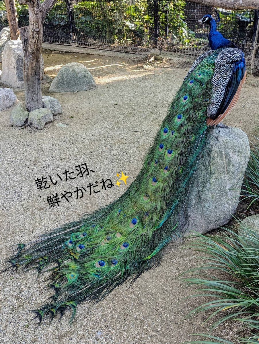 孔雀の羽の青色は青い色素ではなく、特定の光の波長を反射することで
