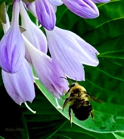 World Bee Day #SaveTheBees