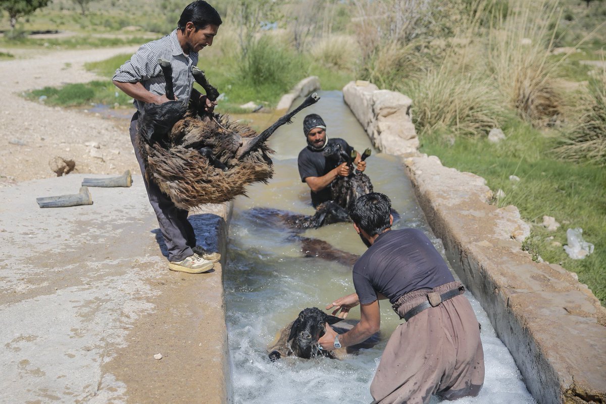 پشم چینی بهاره در استان فارس

Wool sorting in spring in Fars Province

Photo by Milad panahi

#پشم #wool #فارس #بهار