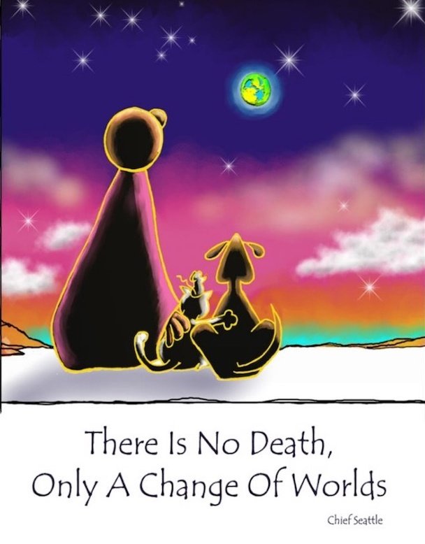 Lpowell588Lady's tweet photo. @tinkertoy5 @lucymusiccat Sending big love ๐ to little Lucy 's humom. My ๐ Mimsey will greet her at the gate of ๐ ๐ with pawhugs to fitting of halo and ๐ชฝ
#ItsNotGoodbye #UntilWeMeetAgain #ForeverInOurHearts #loveneverdies
#NewStarInTheSky https://t.co/eNFLwaewj6
