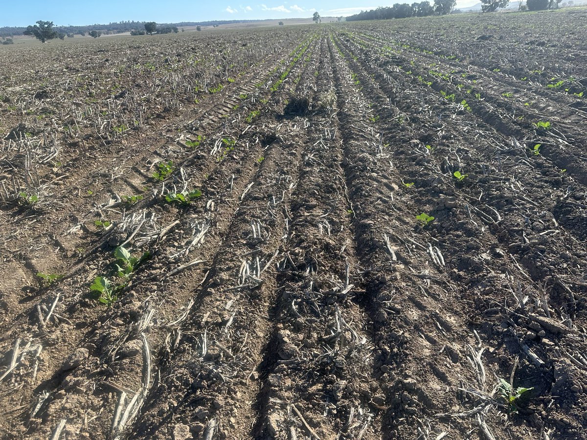 Growmore Agronomy Services tweet media