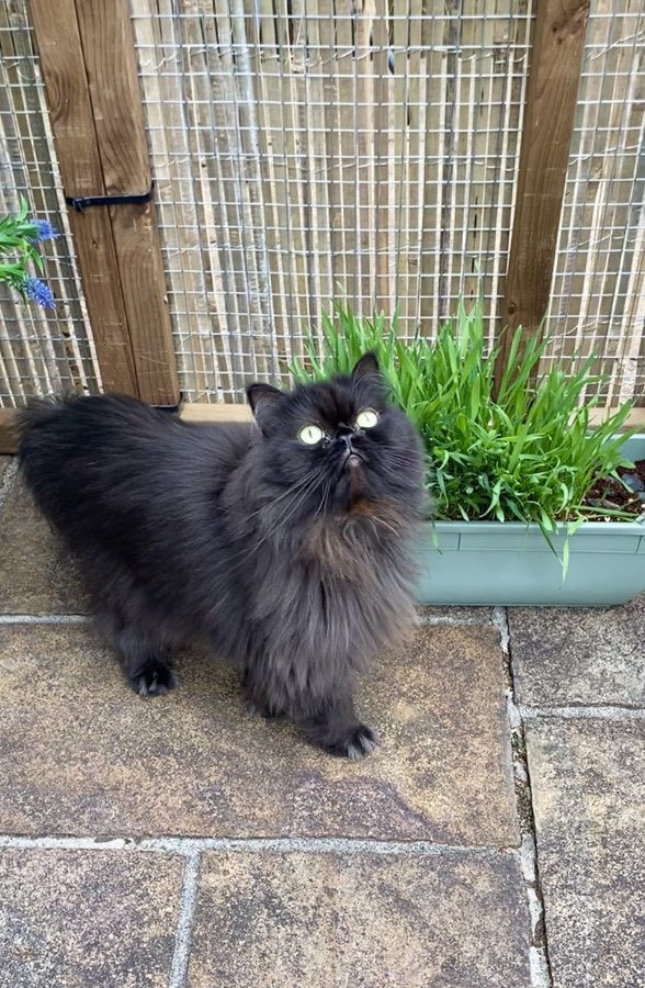 I asked Mom to re-pot my whiskers last weekend and now they’re positively blooming! 😻#whiskerswednesday #Hedgewatch