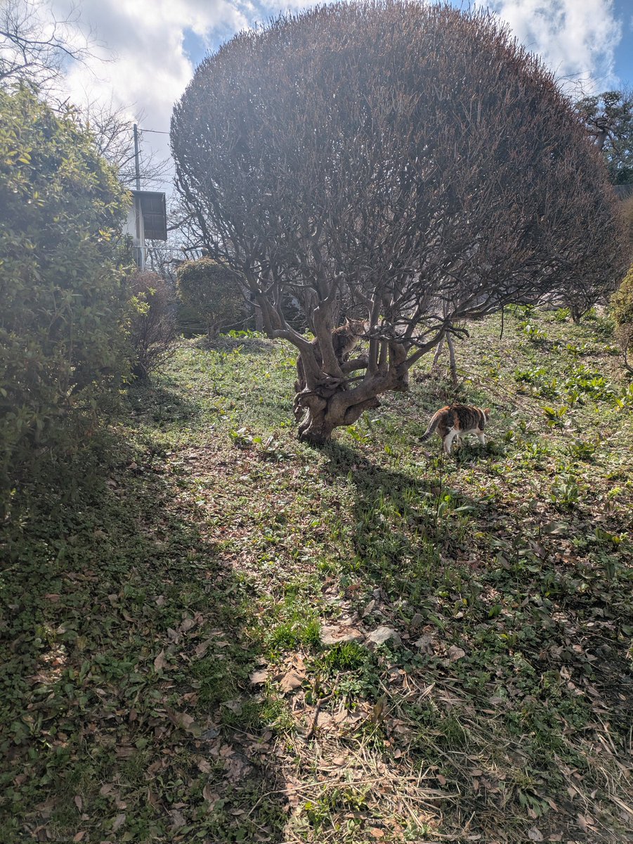 山本大心 (@yamamoto_tn) on Twitter photo 