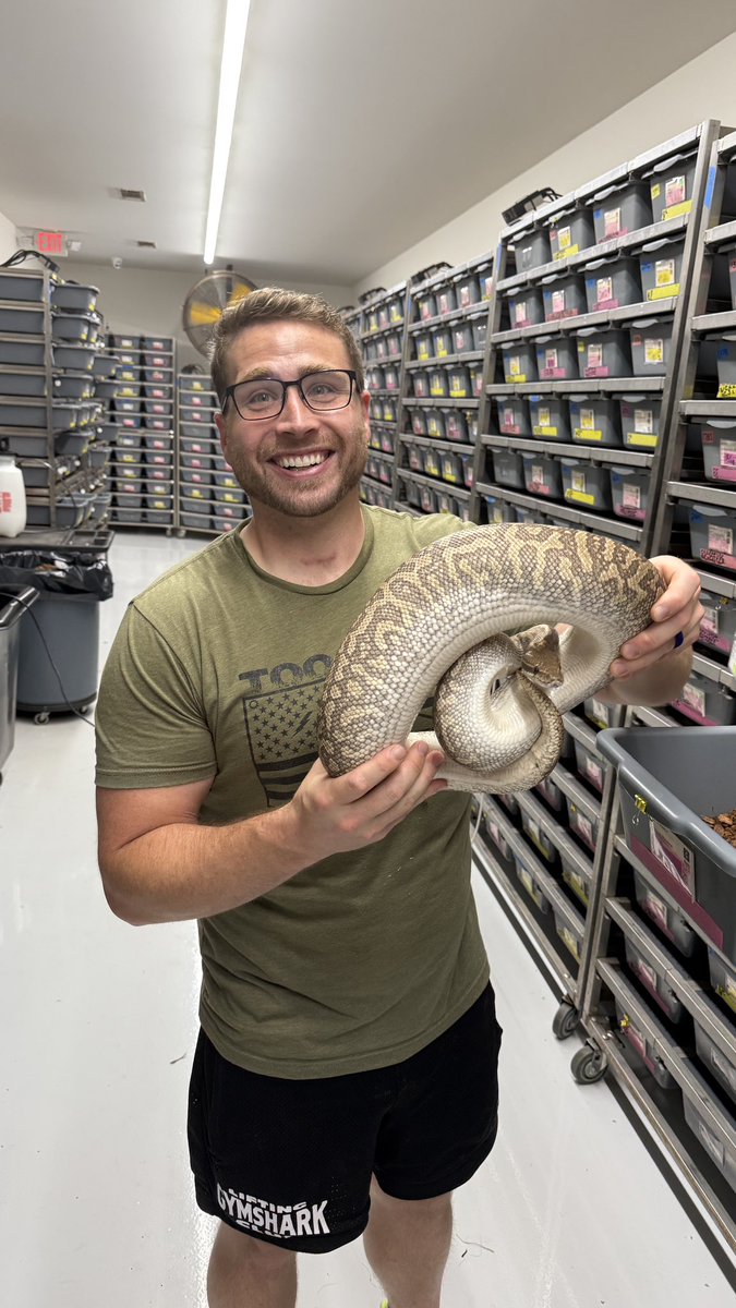 HUGE ovulation from a Mojave Monsoon female!