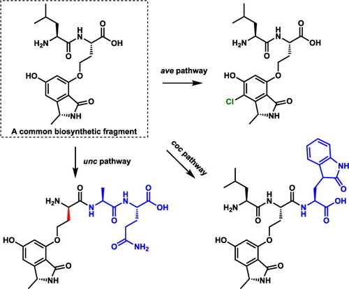 Yi Tang (@yitang_ucla) on Twitter photo Happy to share two recent publications on amide bonding forming enzymes in fungal natural product biosynthesis. <a href="/UclaCBE/">UCLA Chemical and Biomolecular Engineering</a> and <a href="/uclachem/">UCLA Chem & Biochem</a>
nature.com/articles/s4158…
pubs.acs.org/doi/10.1021/ja… Happy to share two recent publications on amide bonding forming enzymes in fungal natural product biosynthesis. <a href="/UclaCBE/">UCLA Chemical and Biomolecular Engineering</a> and <a href="/uclachem/">UCLA Chem & Biochem</a>
nature.com/articles/s4158…
pubs.acs.org/doi/10.1021/ja…