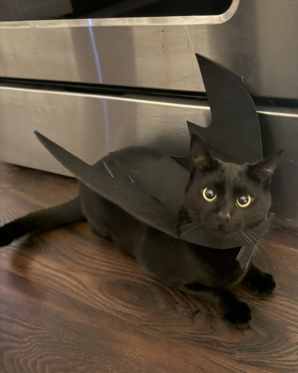 devinevola's tweet image. honey we have toothless at home…
@HTTYDragon #HowToTrainYourDragon