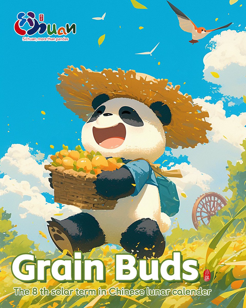 Amazingsichuan's tweet photo. #GrainBuds, the eighth of the 24 solar terms, is of great agricultural significance. It means that summer harvest crops like barley and wheat have come to bud, an important step on their path to fully ripening.
#24solarterm #solarterm #chineseculture https://t.co/AVL7zLMeLB