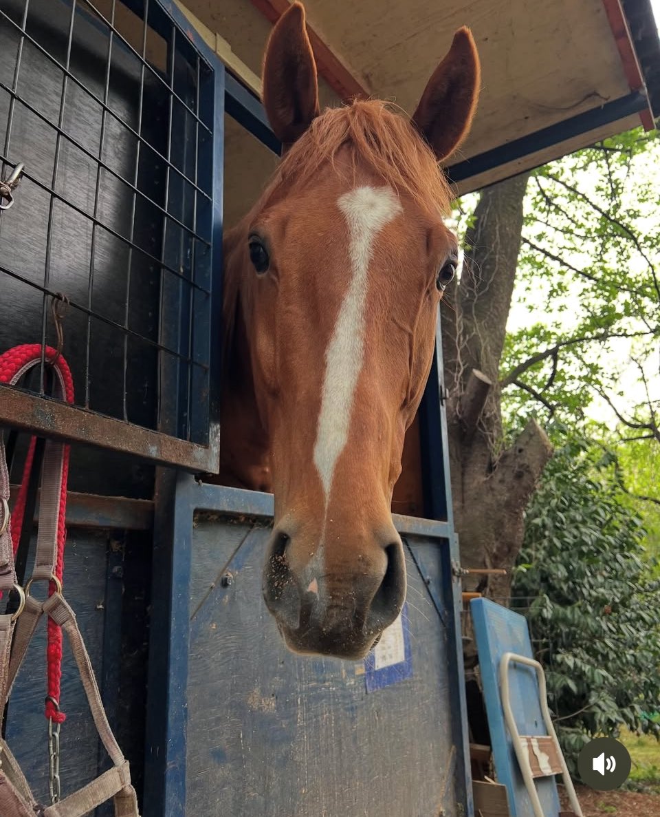 nhs0801's tweet photo. 昨年の夏☀️に多頭飼育崩壊の状況から保護したサラブレッド🐎
もうすぐ一年がたちます。
身体つきもだいぶ良くなり、心身共に安定してきました。
リトレーニング調教も順調‼️
とーても綺麗な尾花栗毛のサラブレッド🐎です。
性格も優しくて穏やか...
セン馬🐴くん
安定感あり乗り心地も最高〜 https://t.co/TUsSIqpK0H