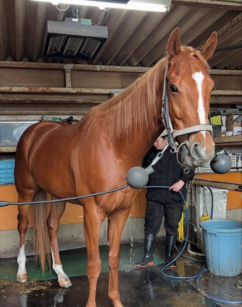 nhs0801's tweet photo. 昨年の夏☀️に多頭飼育崩壊の状況から保護したサラブレッド🐎
もうすぐ一年がたちます。
身体つきもだいぶ良くなり、心身共に安定してきました。
リトレーニング調教も順調‼️
とーても綺麗な尾花栗毛のサラブレッド🐎です。
性格も優しくて穏やか...
セン馬🐴くん
安定感あり乗り心地も最高〜 https://t.co/TUsSIqpK0H