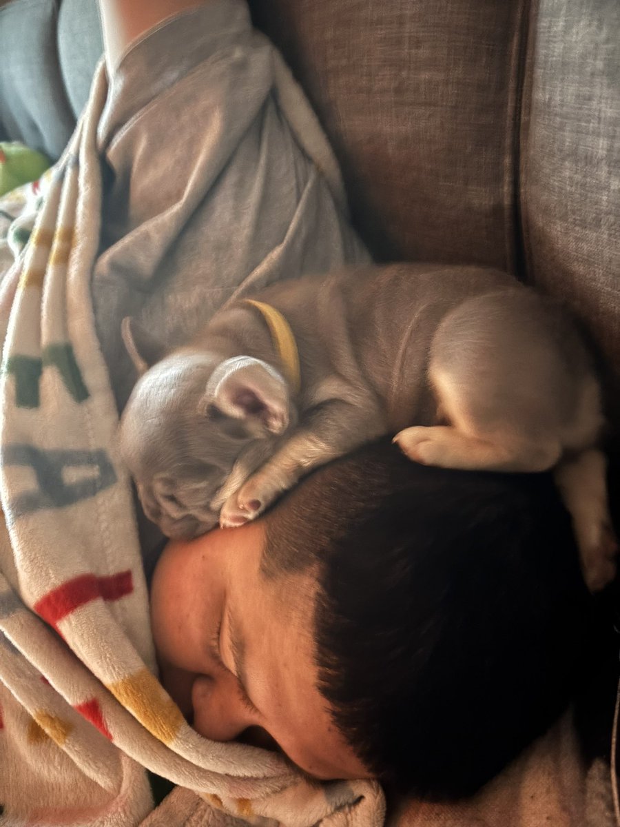 bern444rd's tweet image. Everyone , Meet Greedo 💜