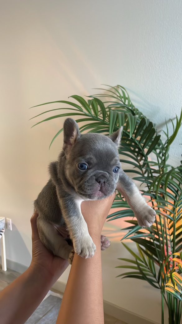 bern444rd's tweet image. Everyone , Meet Greedo 💜