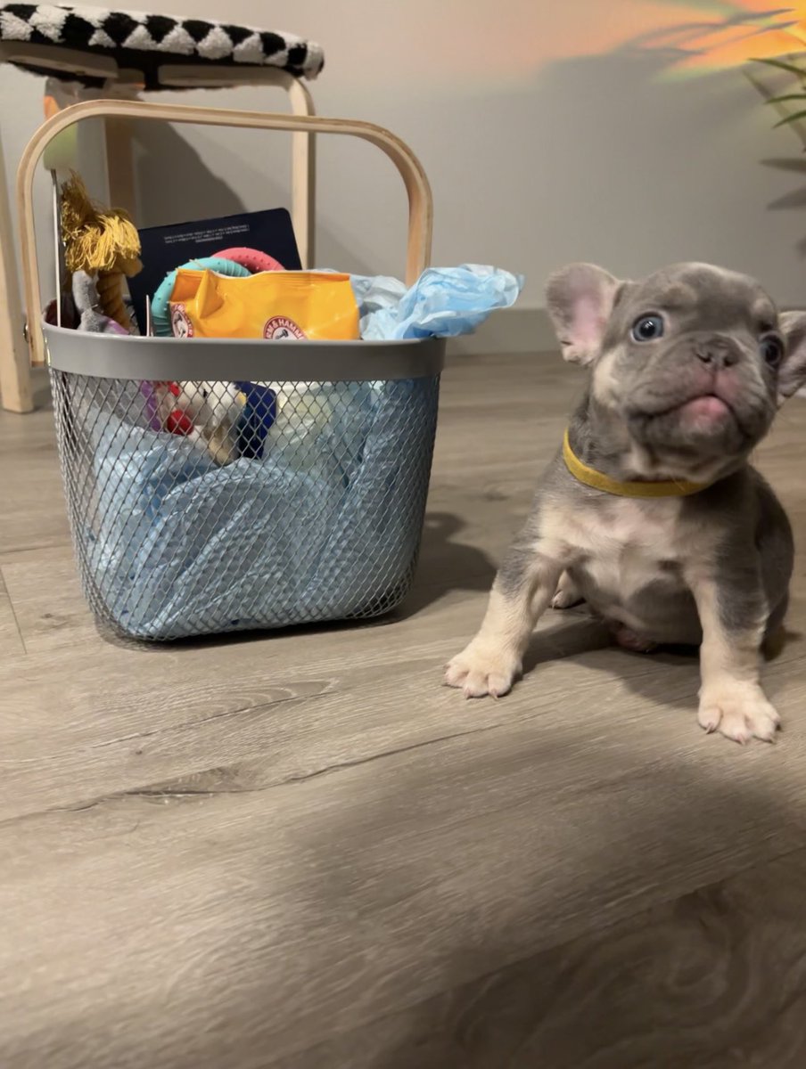 bern444rd's tweet image. Everyone , Meet Greedo 💜