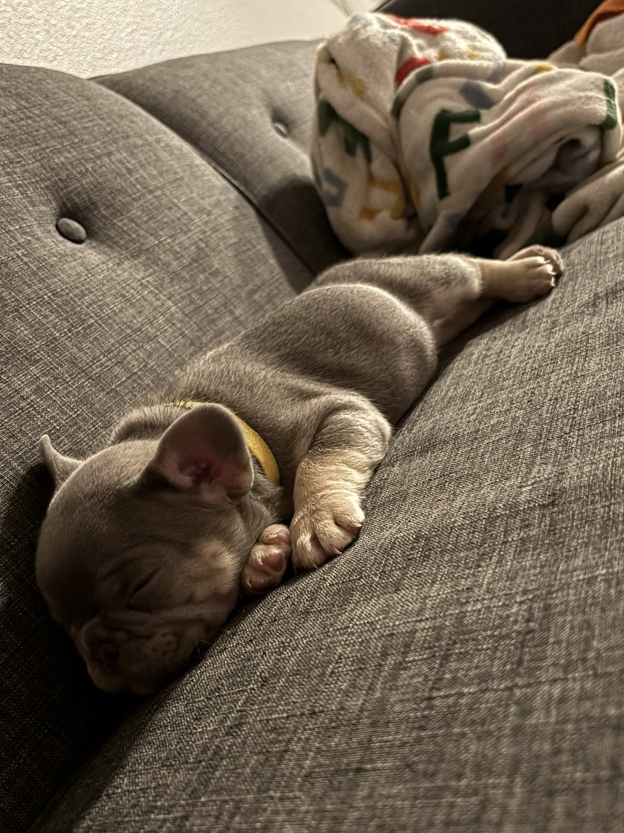 bern444rd's tweet image. Everyone , Meet Greedo 💜