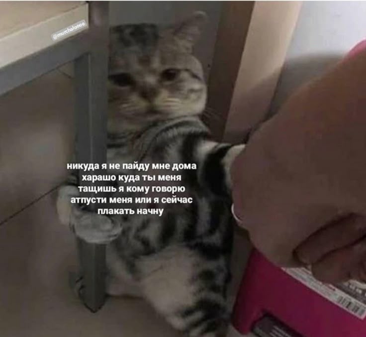 🐾Snegi🐾 tweet media
