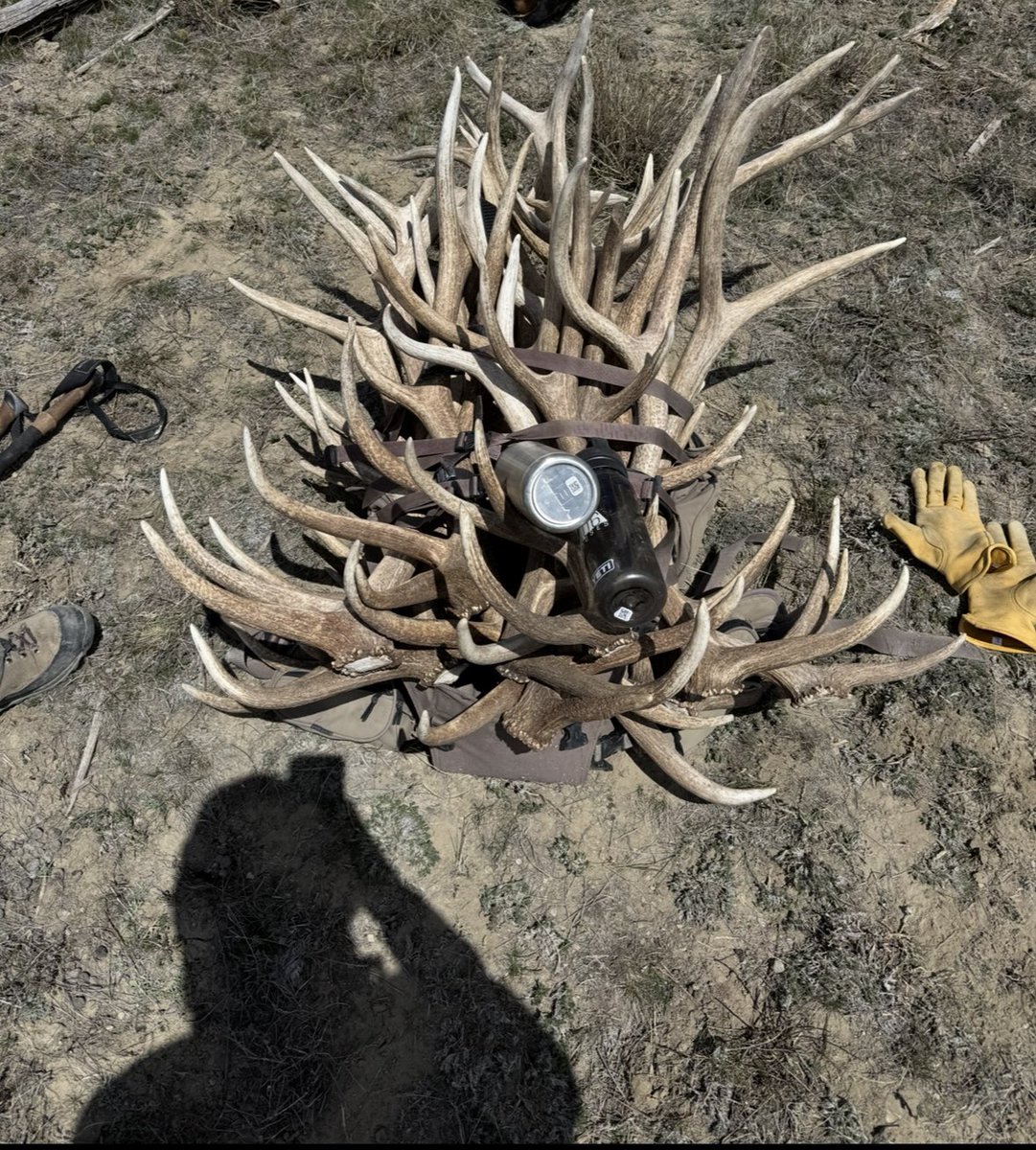 Loaded down and loving it — packed out some Grade A elk antlers today. Perfect shape, no cracks, and ideal for premium dog chews. The pups are gonna be thrilled! <a href="/Jerrythekid21/">Jersey Jerry</a> <a href="/BarstoolBigCat/">Big Cat</a> <a href="/StellaBlueCoff/">Stella Blue Coffee</a> #ElkAntlers #DogChews #BackcountryHaul #Forrthedogs