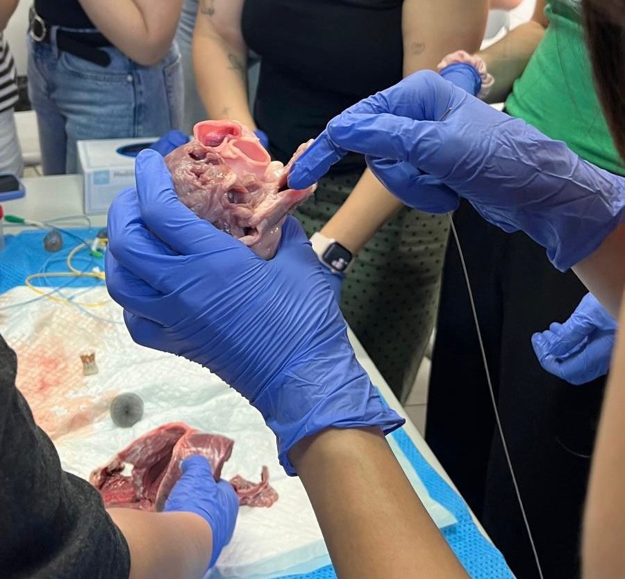 🔴 Aquesta setmana, al #Màster de Cures Avançades a persones amb problemes cardiovasculars de <a href="/EuiSantPau/">EUI-Sant Pau</a> hem fet un taller de dissecció cardíaca 🫀amb la infermera <a href="/EbajoEster/">Ester</a>. 👏👏👏
Formació pràctica, directa al cor! 

#FormacióAmbImpacte
#formeminfermeres
#euisantpau