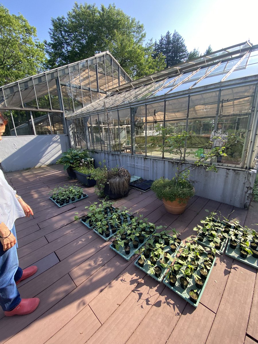 岩手大に行ってきました。
資料館近くにハウスを再利用したオープンカフェ風のスペースがあり素敵でした。
「ウチのハウスもこんな感じにしたいなぁ」と言ったら「栽培出来なくなるじゃん」と言われたので「だからです」と答えてしまいました。
#だって栽培してると休みがないんだもん