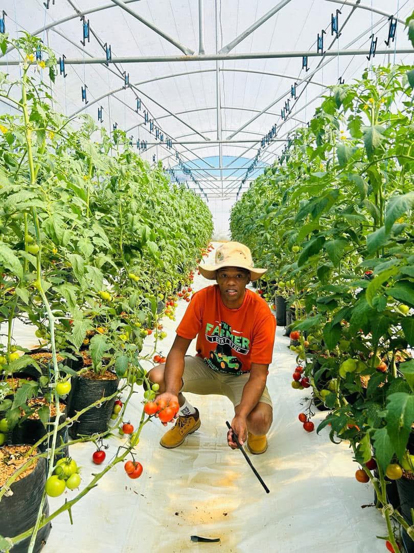 Agric_young's tweet image. My name is Mbuso Menzi Vilakati from Eswatini. I am a farmer and the founder of Eswatini Agri-tech solutions . My farm is 12 hectares with five tunnels. I started farming in 2015, &amp;amp; the main activity is vegetable production.
#farming #agriculture #farm #agritech #farmer #veggies