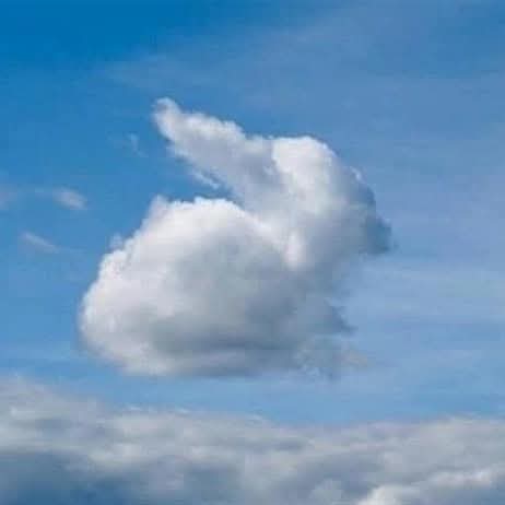 RabbitLoversUSA's tweet image. Rabbit clouds ⛅🐰🌨🐇🌥
