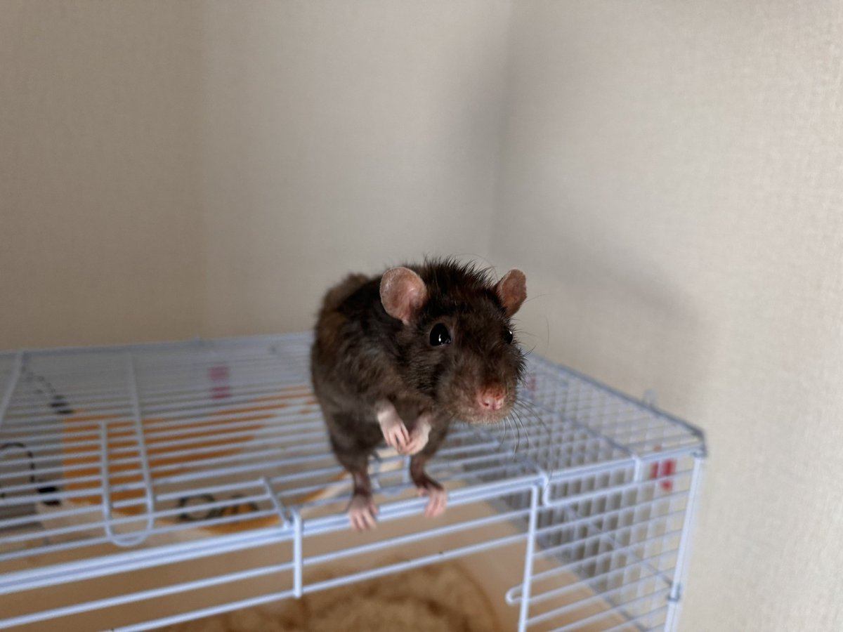 쥐배자 tweet media