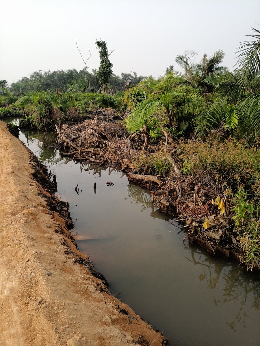Mangrove forests are coastal heroes! They protect shorelines from erosion, store carbon, &amp; provide nurseries for fish. Yet, they’re disappearing fast. Act now! #MangroveMatters #ClimateAction
