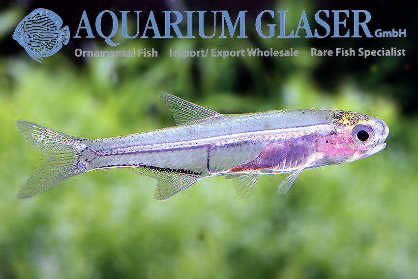 aquariumglaser's tweet photo. #Anchoviella #alleni
find more details and pics @ https://t.co/kgExUnuDLM https://t.co/x9lDyC5YOo