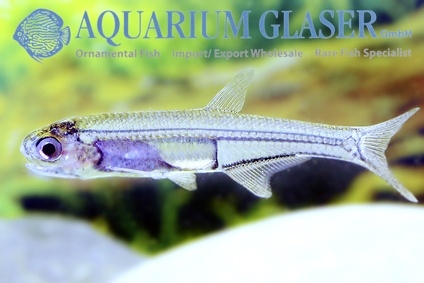 aquariumglaser's tweet photo. #Anchoviella #alleni
find more details and pics @ https://t.co/kgExUnuDLM https://t.co/x9lDyC5YOo