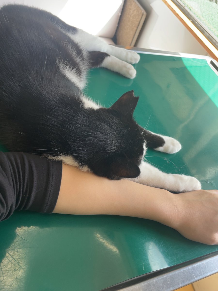 Taa_program's tweet photo. もしかしてワイの事好きなん？ﾄｩﾝｸ
って勘違いしてしまいそうになる、思わせぶりな行動をとる女の子がこちらになります。 https://t.co/BqTausyHBf