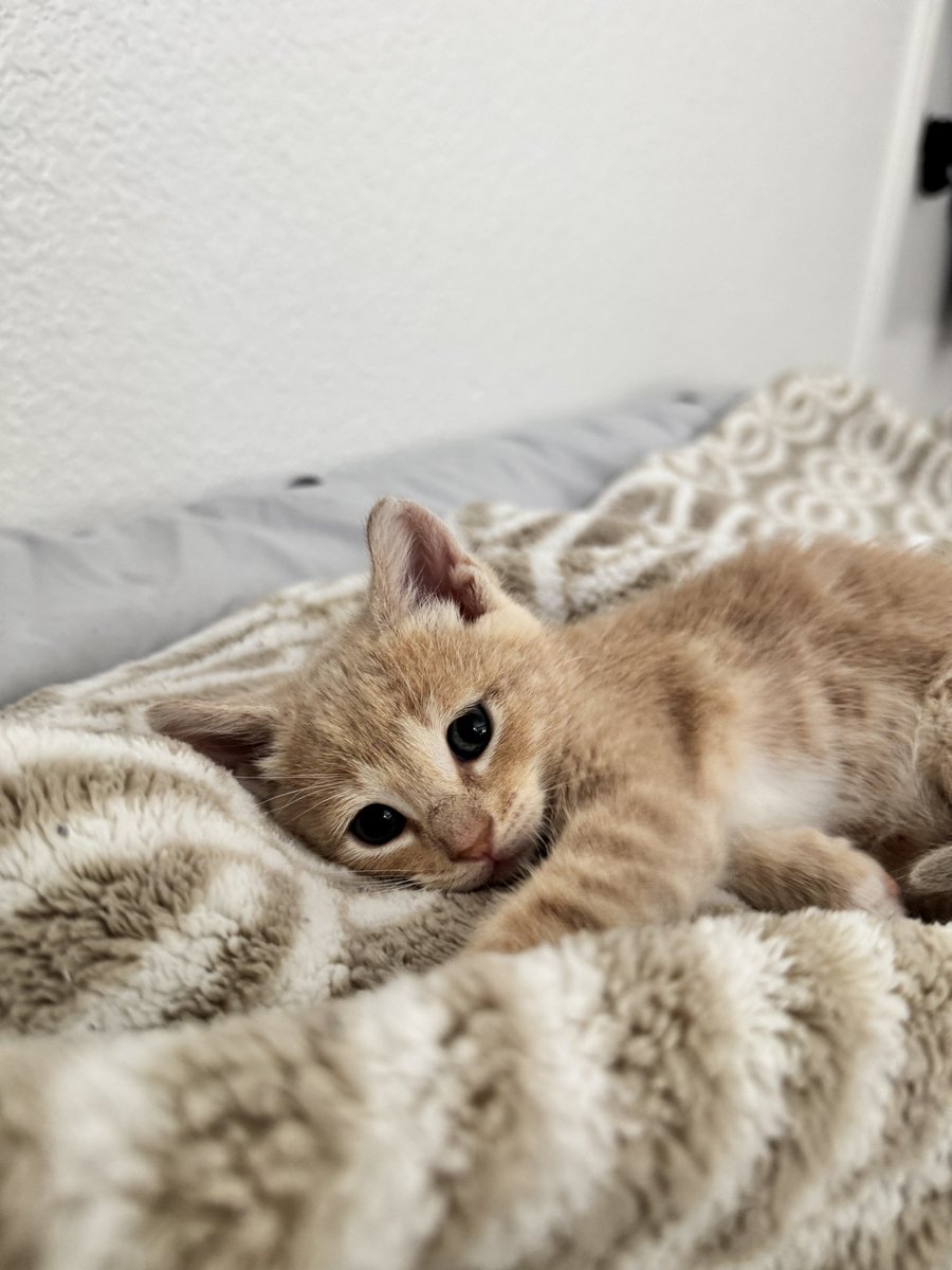 misu (short for tiramisu)