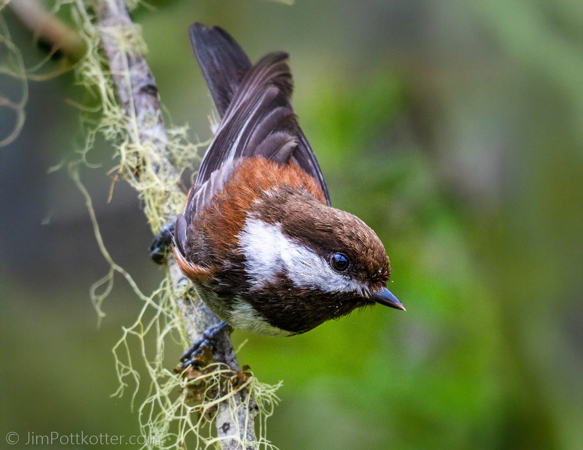 HappyPixr's tweet image. At first sight or sound, you know it's a Chickadee. Say hello to the Chestnut-backed, living from California to Alaska along the west coast of North America. Like all Chickadees, it is nosy and noisy as it flits through conifer forests. #birds #nature #naturephotography #wildlife