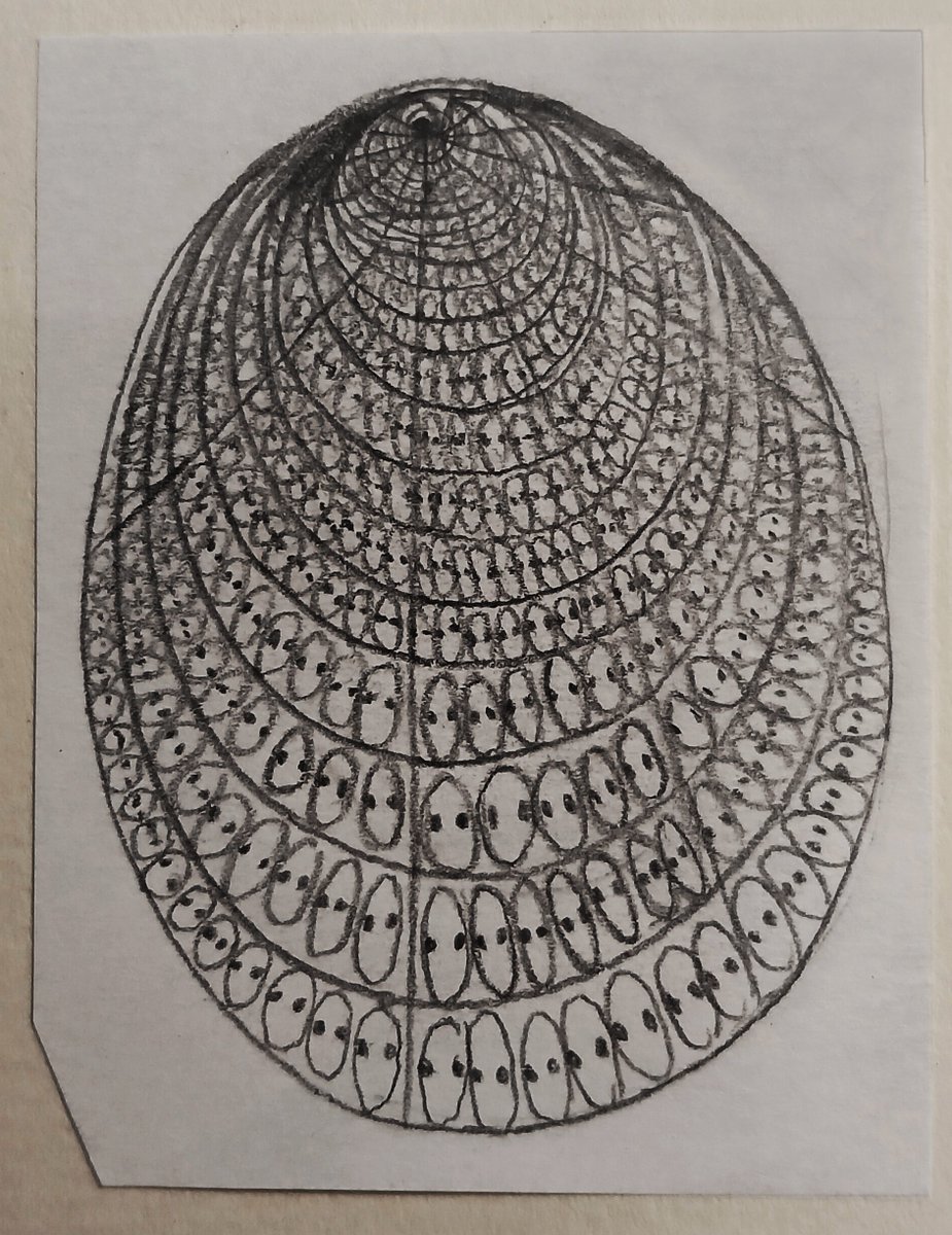 egg