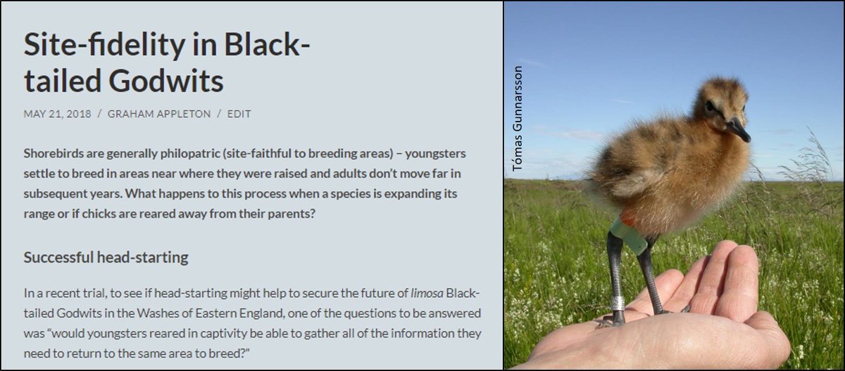 Philopatry (adults and chciks return to same breeding areas) is a blessing and a curse.
Conservationists know that (most) #waders will nest in the same places each year.
Even if there is no productivity, birds don't move elsewhere.
Blog 🎂:
wadertales.wordpress.com/2018/05/21/sit…
#ornithology