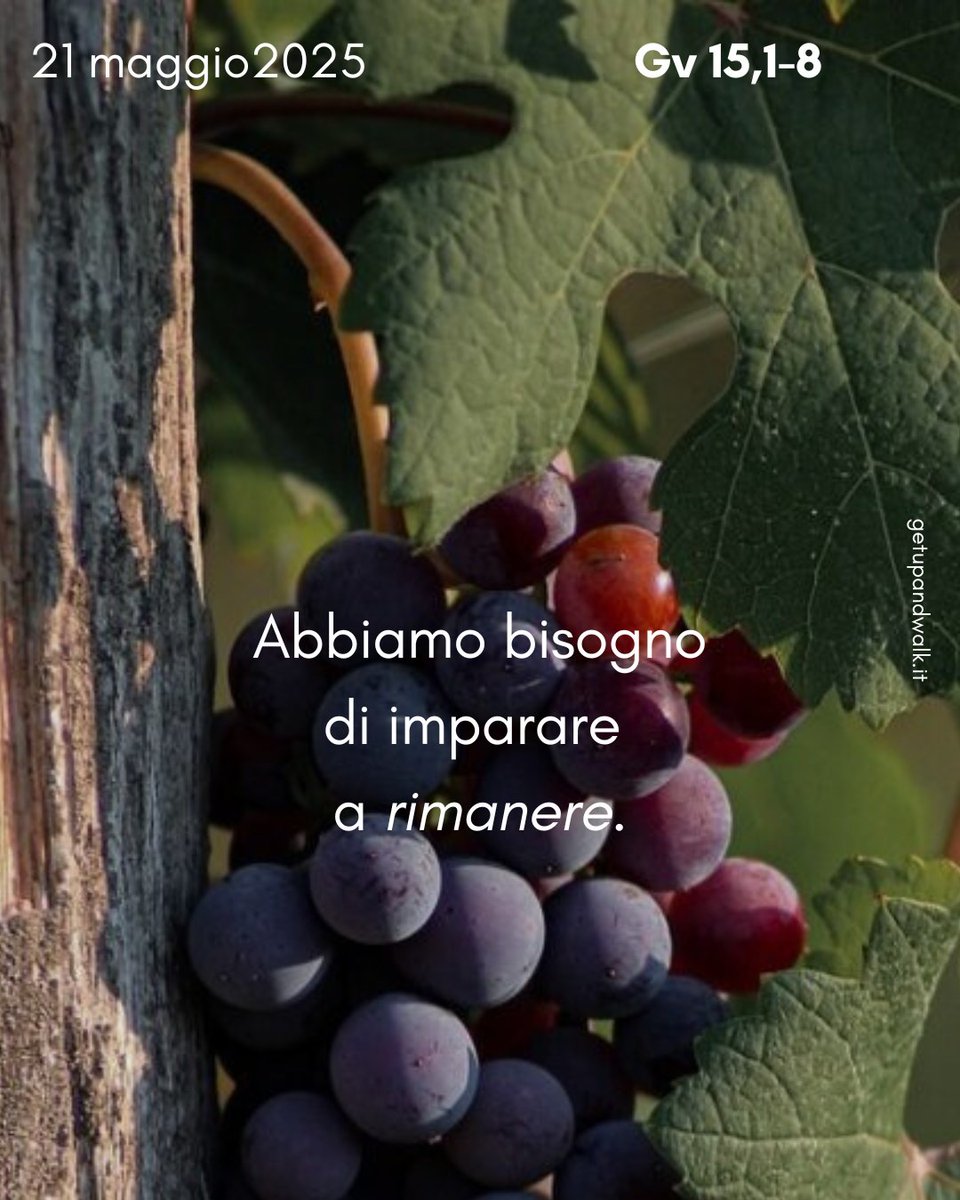 _getupandwalk_'s tweet photo. È la scoperta di essere #chiamati ad amare come Gesù, se si accetta con #disponibilità l’#avventura di farsi #tralcio.
https://t.co/Y6spjTwAWN https://t.co/4fRaOV029j