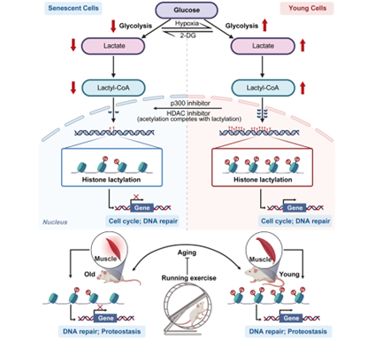 SLSPKU's tweet image. Histone lactylation bridges metabolism and aging, serving as a novel senescence biomarker and a metabolic intervention antiaging target. #PKUResearch 
doi.org/10.1002/advs.2…