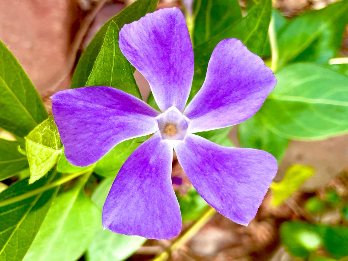 💐ウォーキングで出会ったお花 💐

紫色が綺麗なツルニチニチソウです。

ツルニチニチソウの花言葉💐
『楽しい思い出』、『生涯の友情』👯‍♀️👯‍♂️

お花に感謝🙏ありがとう💝💐

#ツルニチニチソウ #蔓日々草